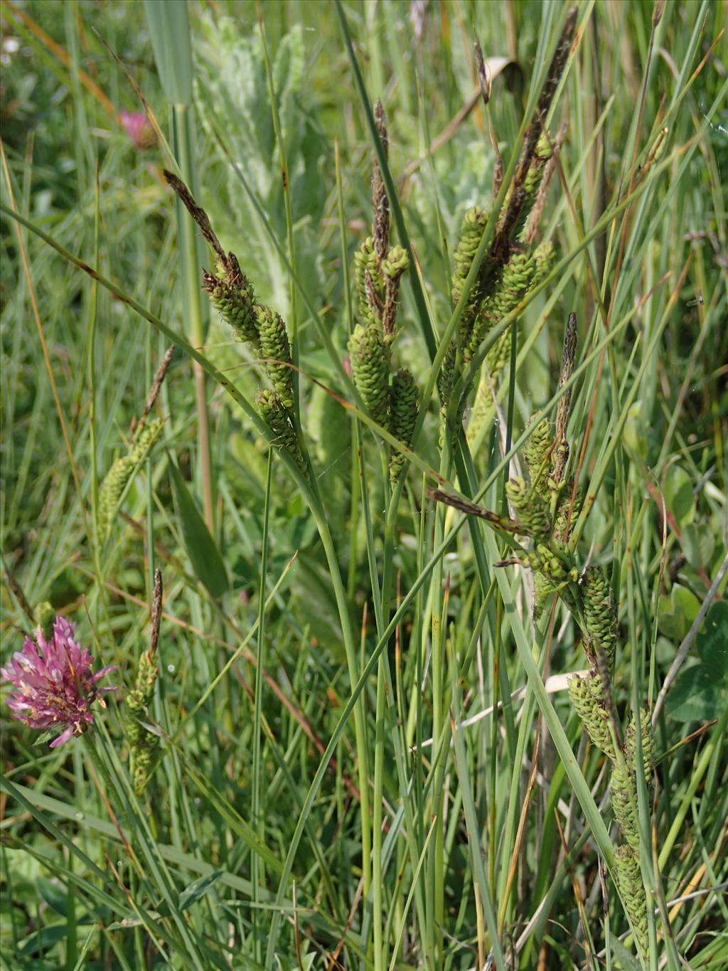 Carex trinervis (door Adrie van Heerden)