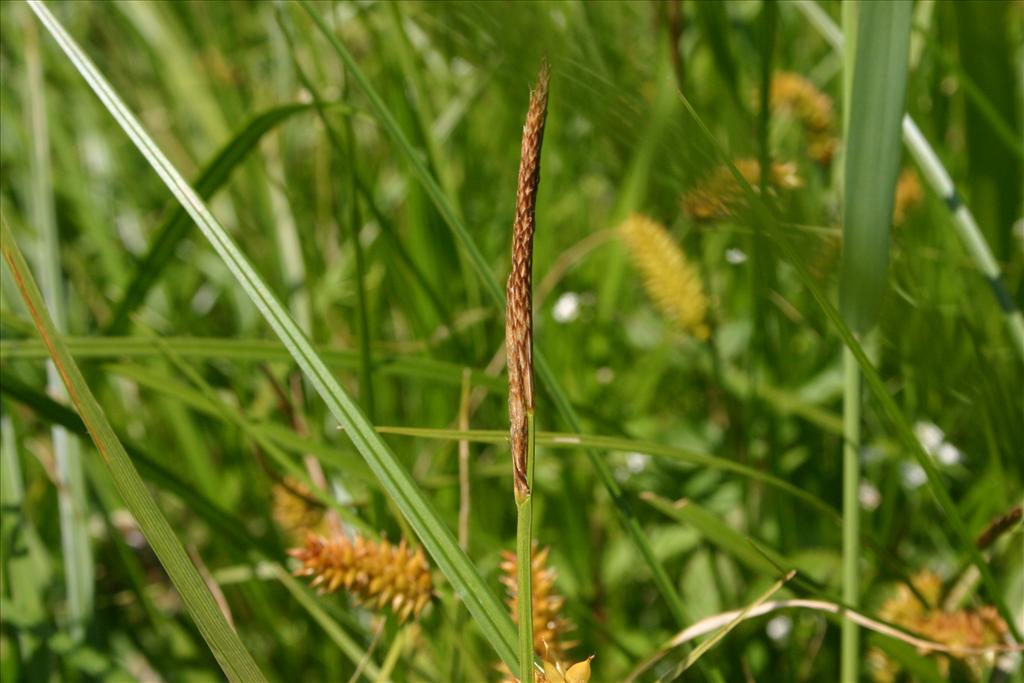 Carex vesicaria (door Niels Jeurink)