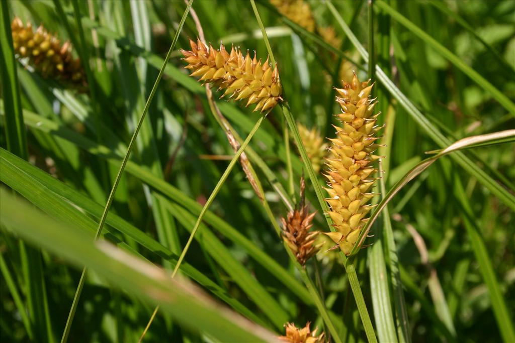 Carex vesicaria (door Niels Jeurink)