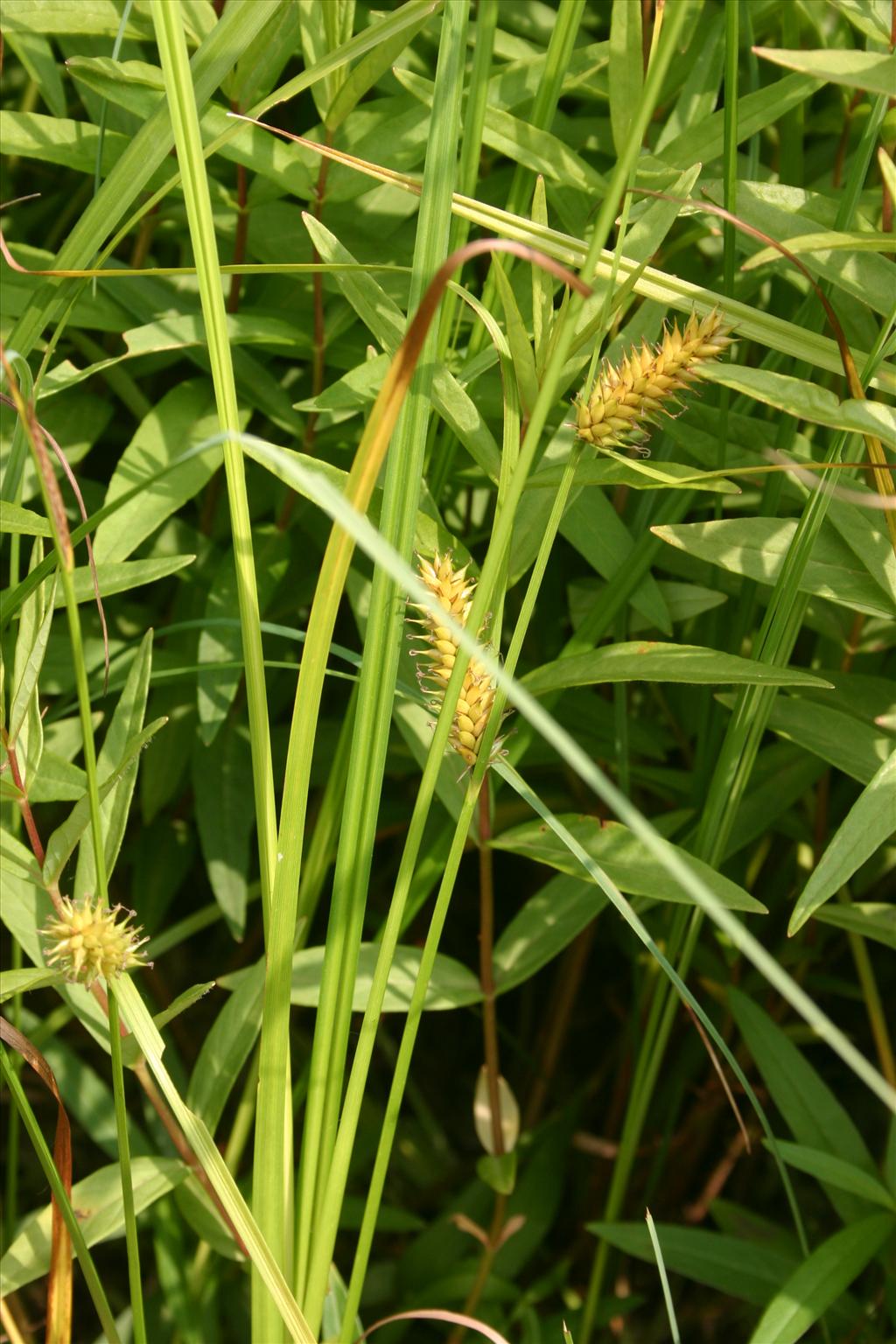 Carex vesicaria (door Niels Jeurink)