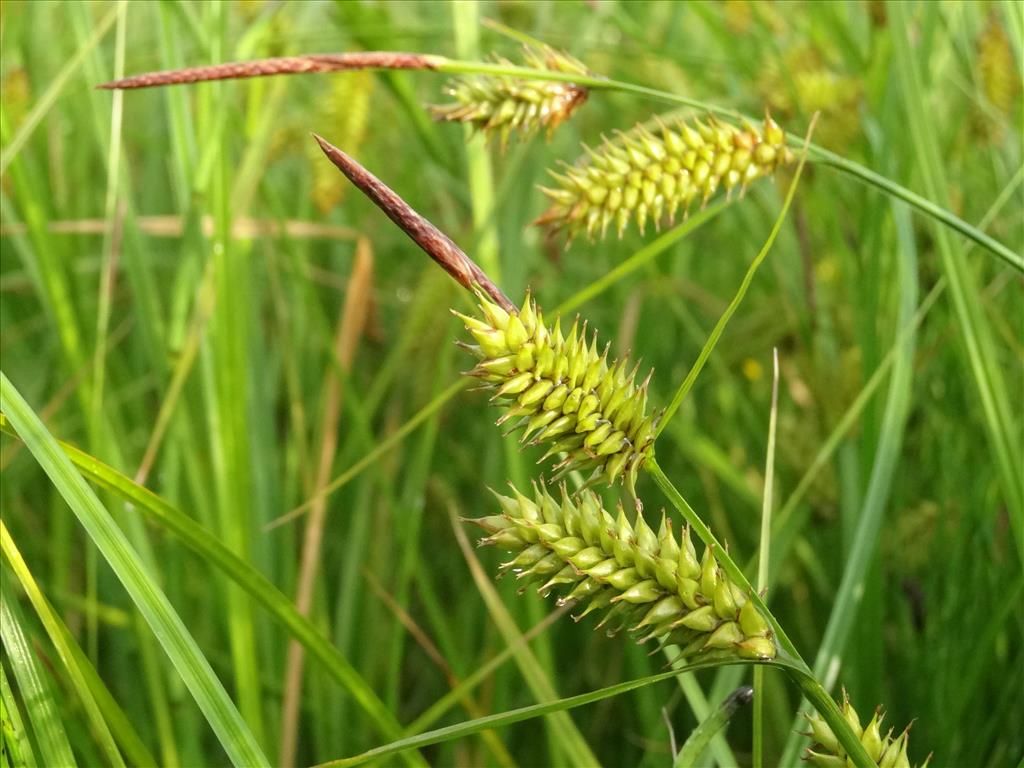 Carex vesicaria (door Jakob Hanenburg)