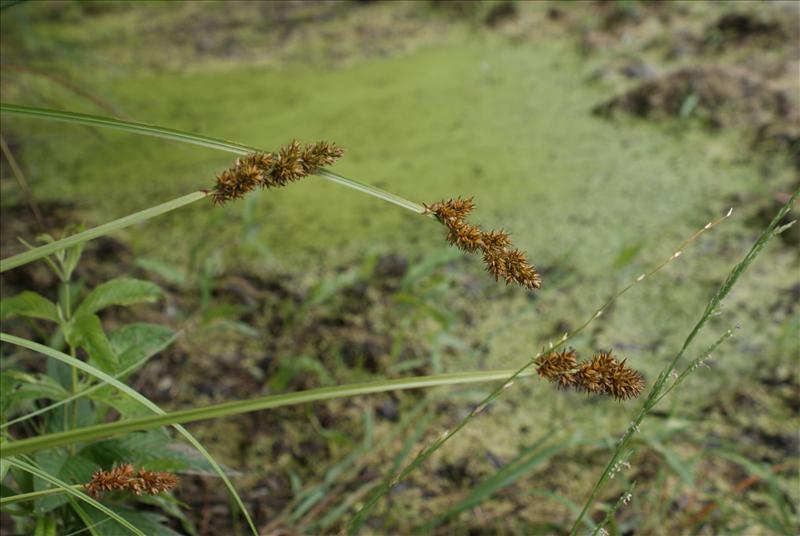 Carex vulpina (door Adrie van Heerden)