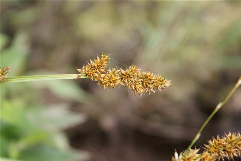 Carex vulpina (door Adrie van Heerden)