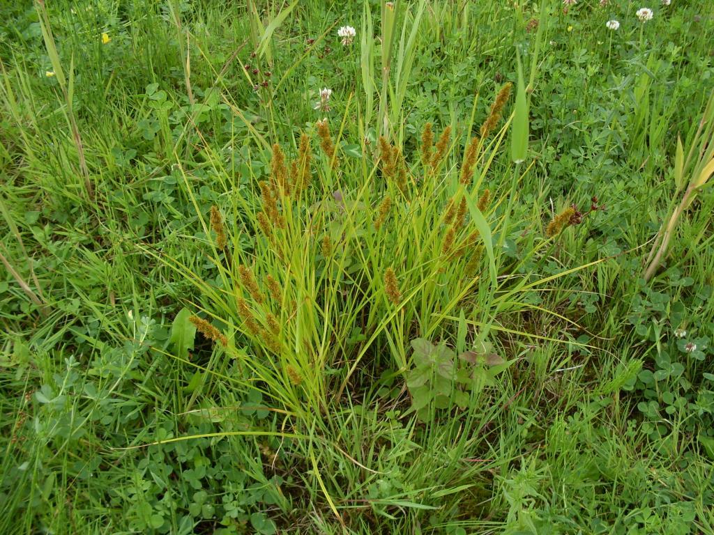 Carex vulpinoidea (door Dick Kerkhof)