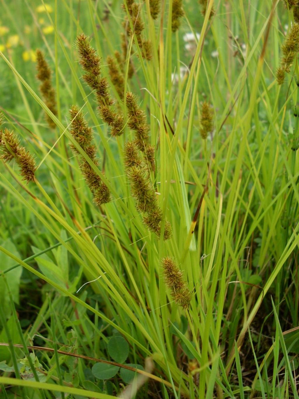 Carex vulpinoidea (door Dick Kerkhof)