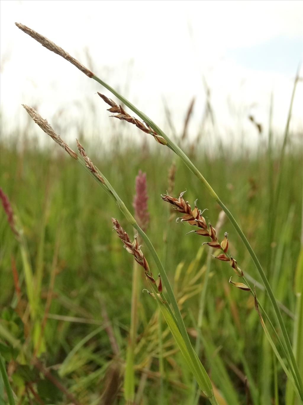 Carex x albertii (door Jakob Hanenburg)