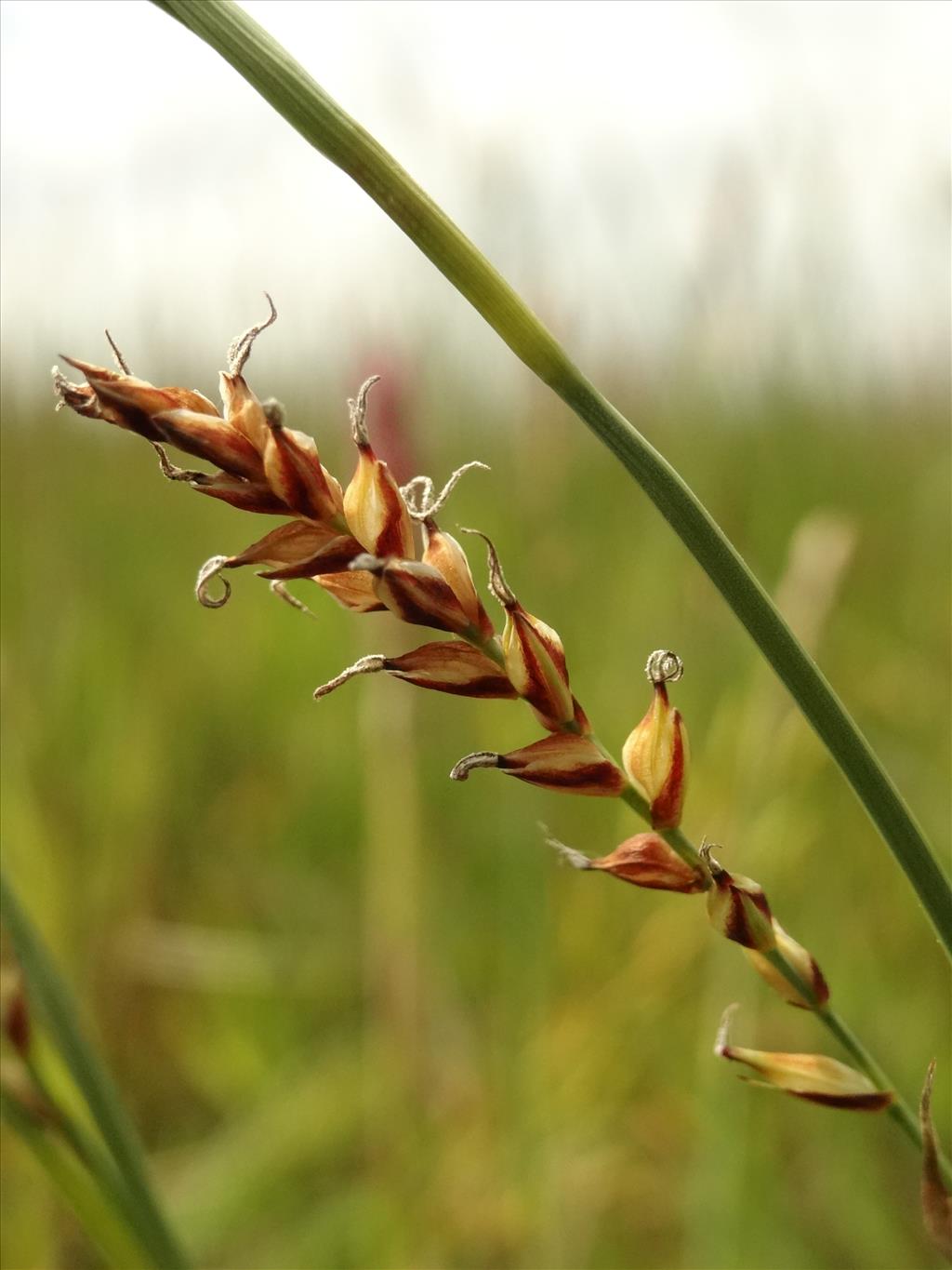 Carex x albertii (door Jakob Hanenburg)