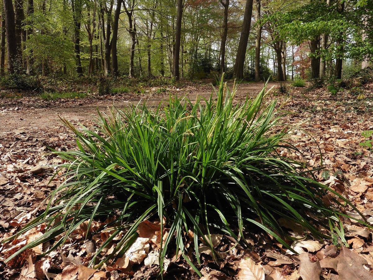 Carex sylvatica (door Willie Riemsma)