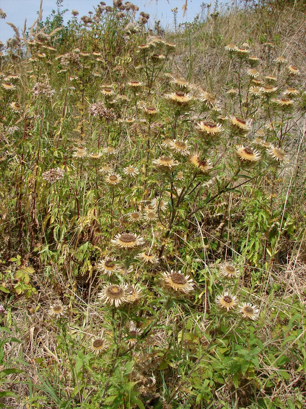 Carlina vulgaris (door Adrie van Heerden)