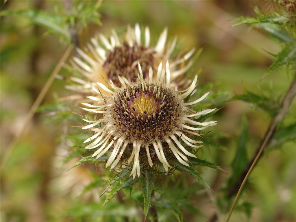 Carlina vulgaris (door Adrie van Heerden)