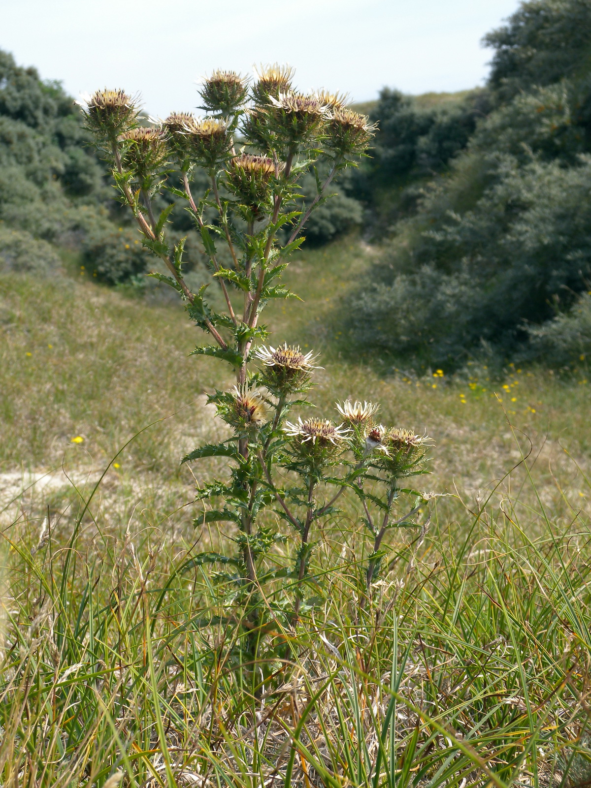 Carlina vulgaris (door Hans Toetenel)