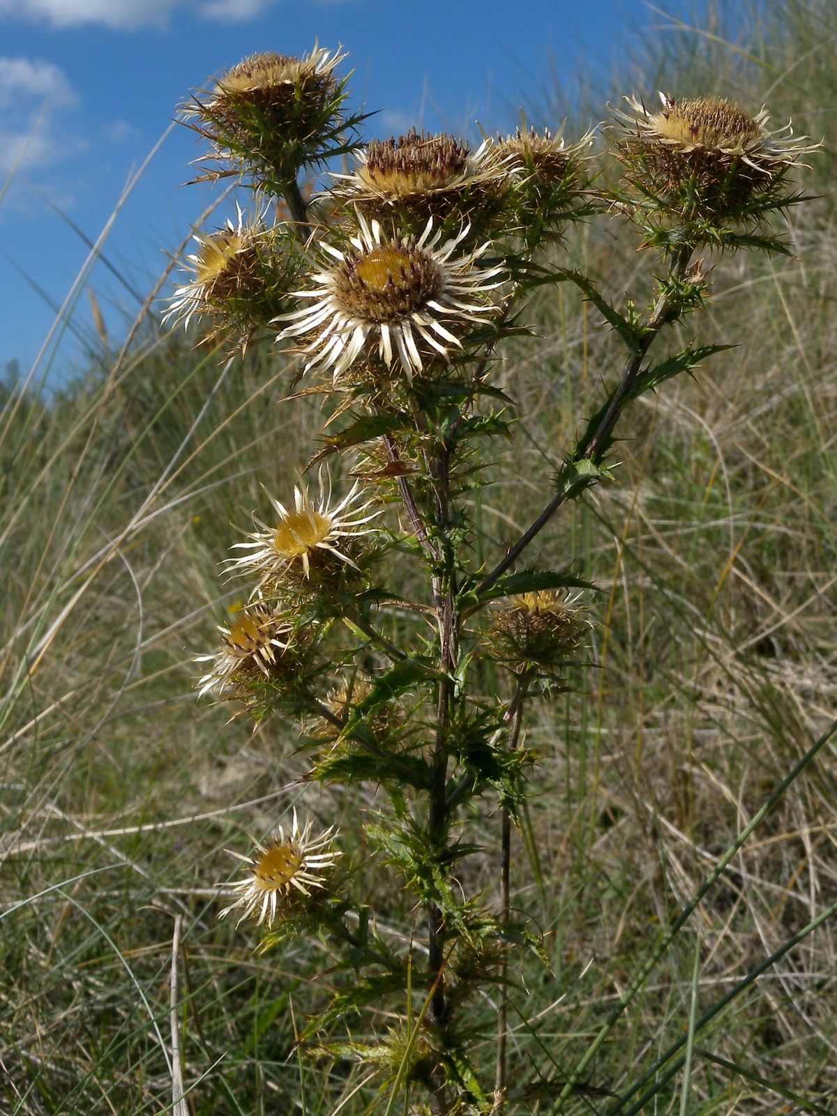 Carlina vulgaris (door Hans Toetenel)