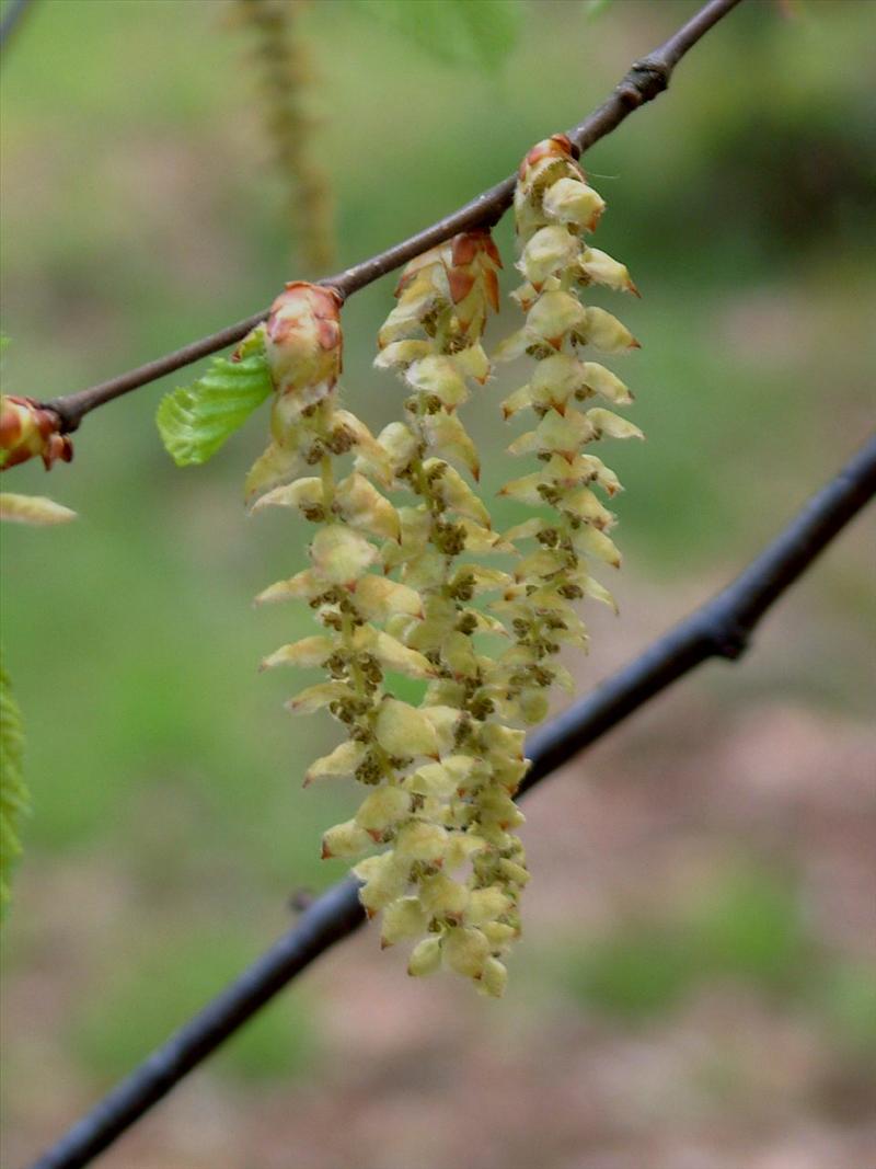 Carpinus betulus (door Adrie van Heerden)