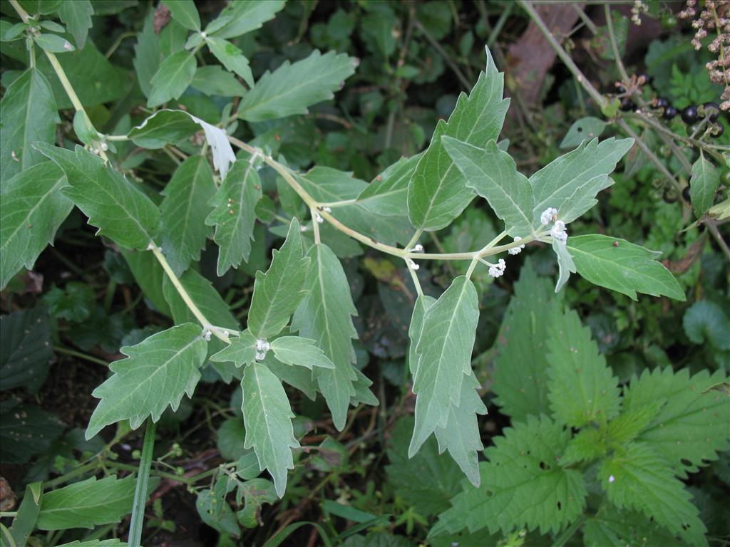 Caryopteris x clandonensis (door Rutger Barendse)