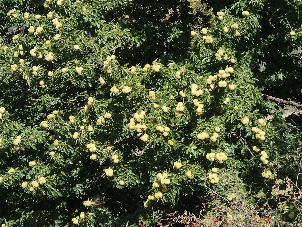 Castanea sativa (door Adrie van Heerden)