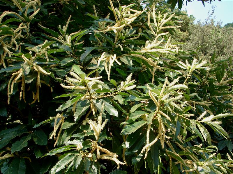 Castanea sativa (door Adrie van Heerden)