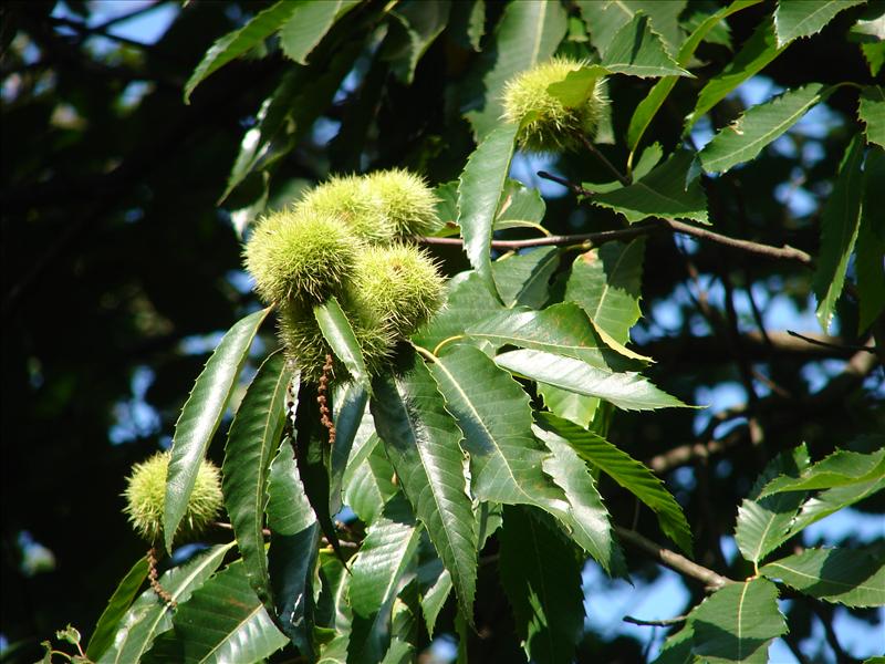 Castanea sativa (door Adrie van Heerden)