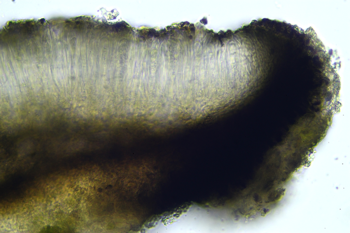 Catillaria flexuosa (door Henk-Jan van der Kolk)