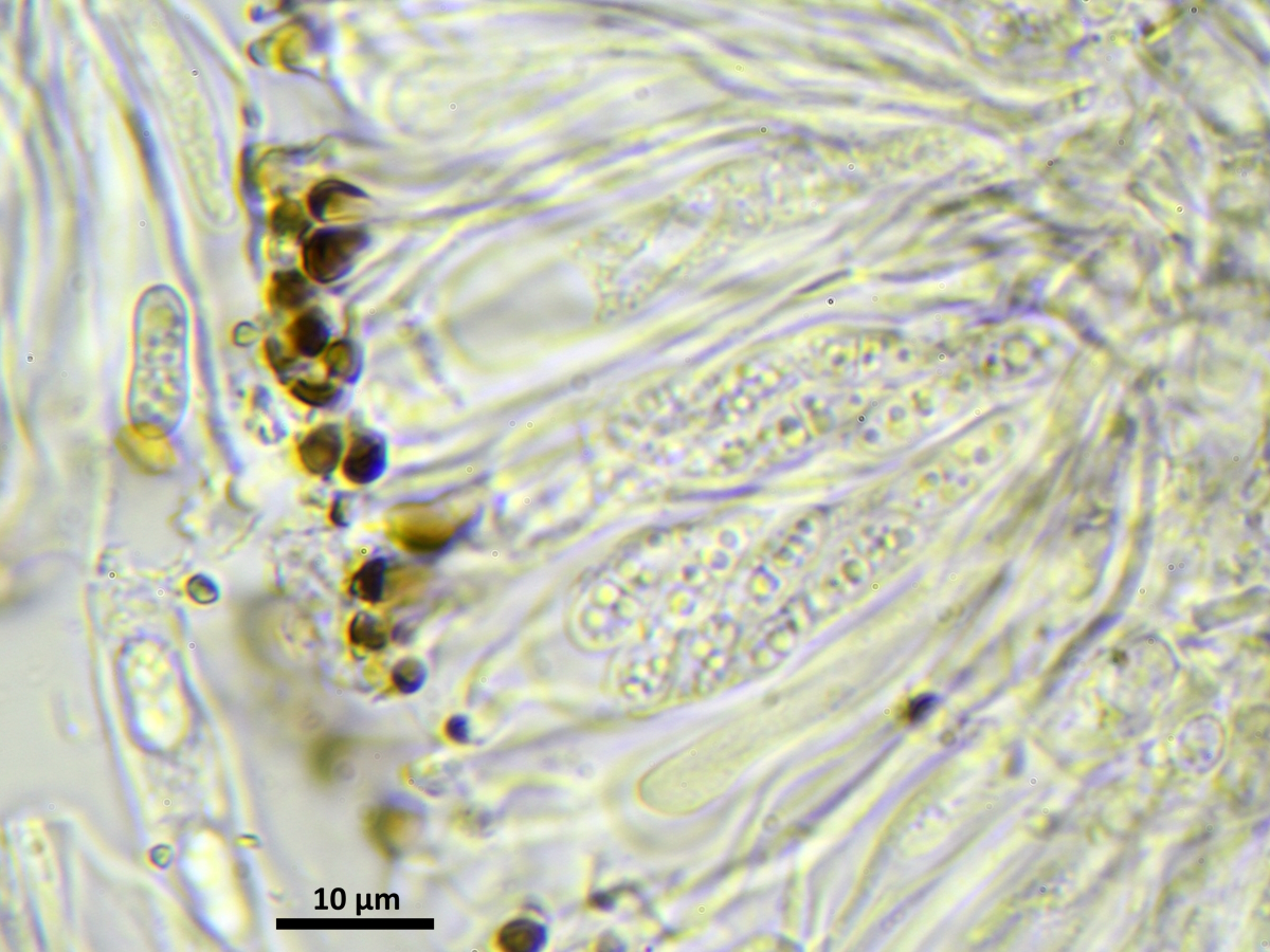 Catillaria flexuosa (door Henk-Jan van der Kolk)