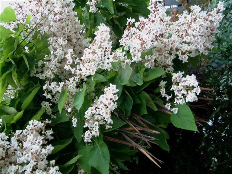 Catalpa bignonioides (door Adrie van Heerden)