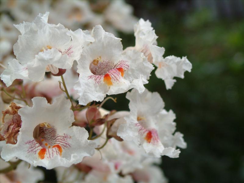 Catalpa bignonioides (door Adrie van Heerden)