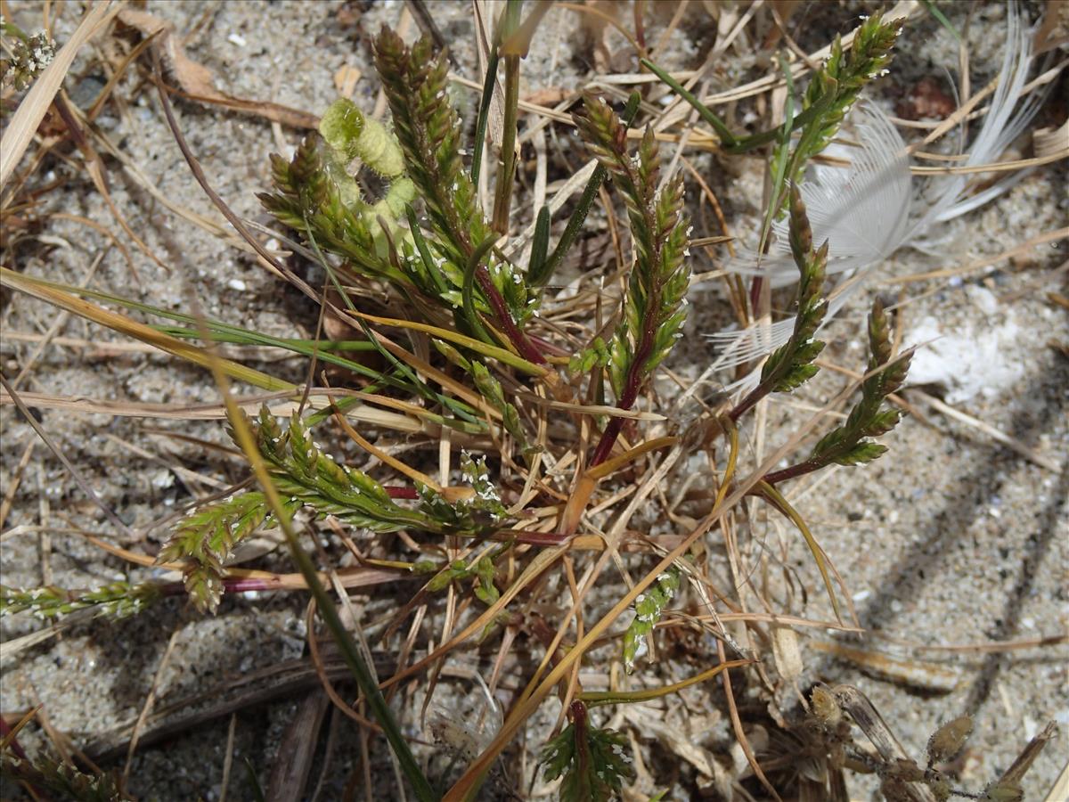 Catapodium marinum (door Adrie van Heerden)