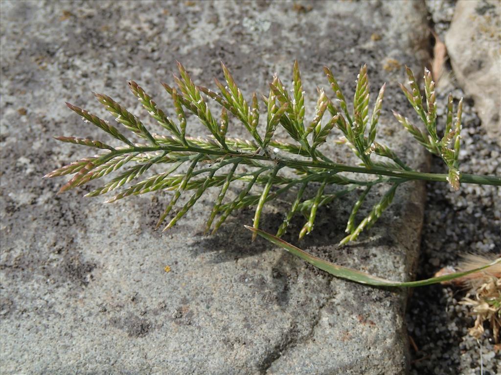 Catapodium rigidum (door Adrie van Heerden)