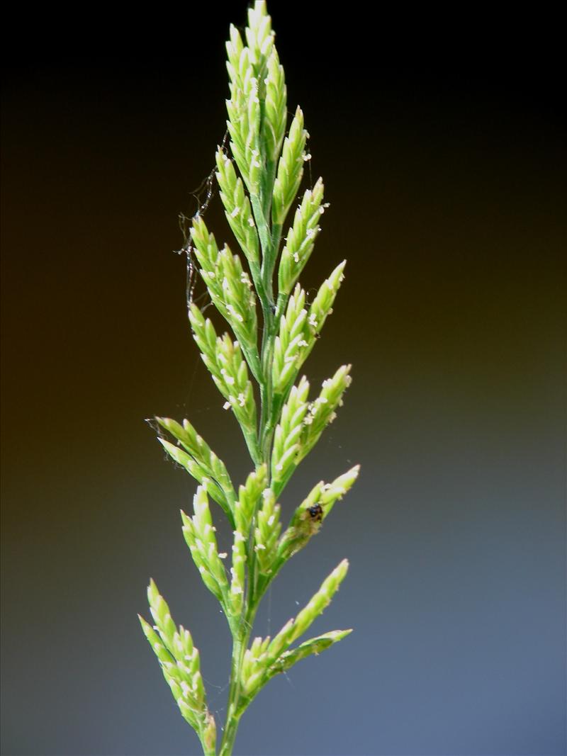 Catapodium rigidum (door Adrie van Heerden)