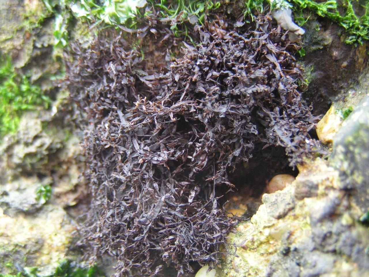 Catenella caespitosa (door Mart Karremans)