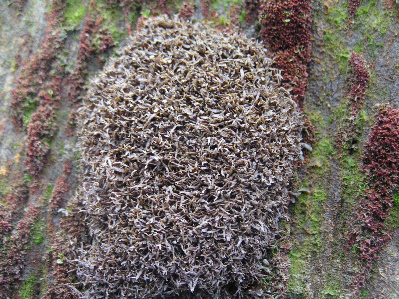 Catenella caespitosa (door Mart Karremans)