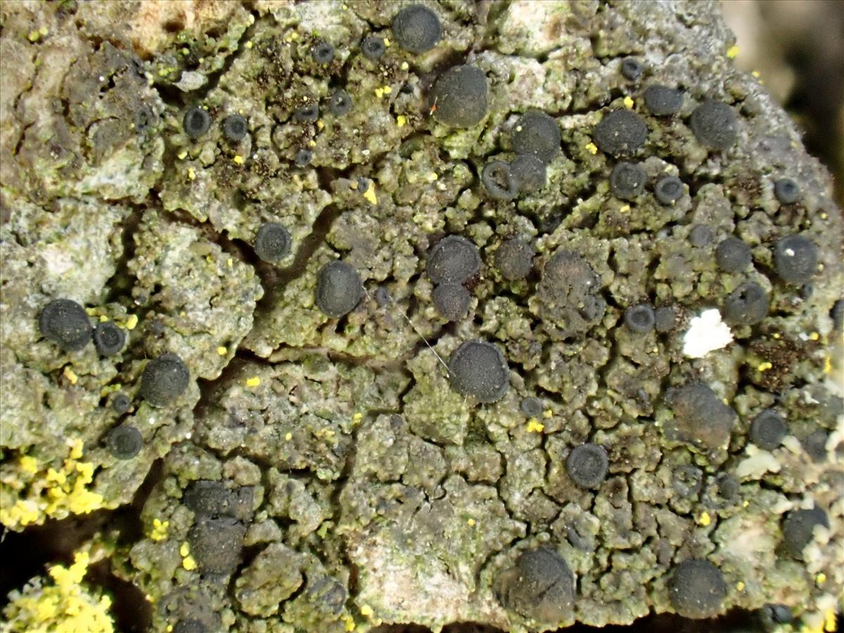 Catillaria flexuosa (door Arne van Wingerden)