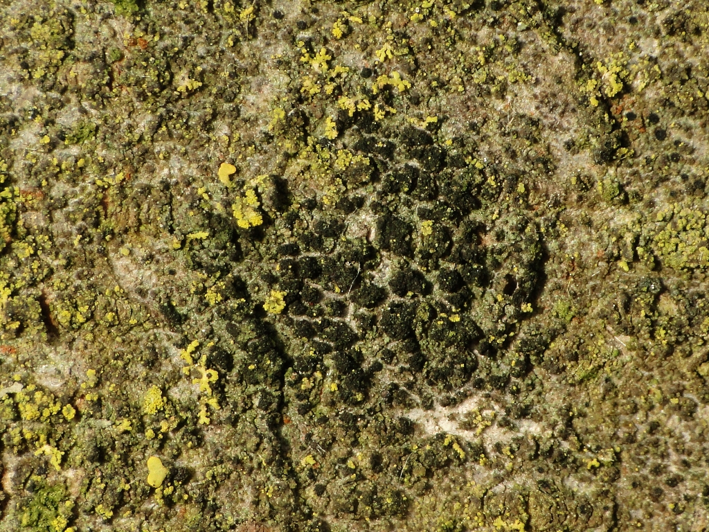 Catillaria fungoides (door Henk-Jan van der Kolk)