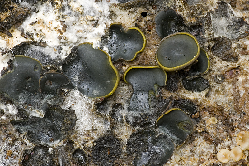 Catinella olivacea (door Nico Dam)