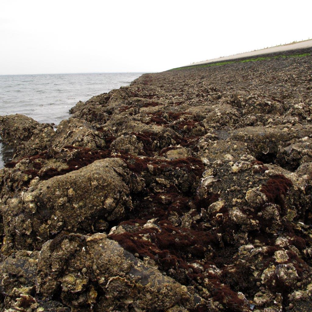 Caulacanthus okamurae (door Mart Karremans)