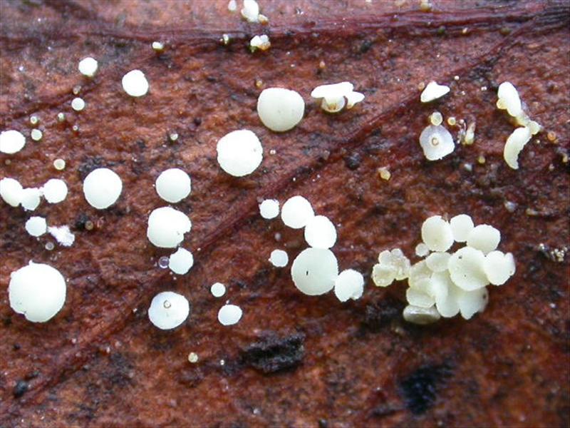 Calycellina populina (door Stip Helleman)
