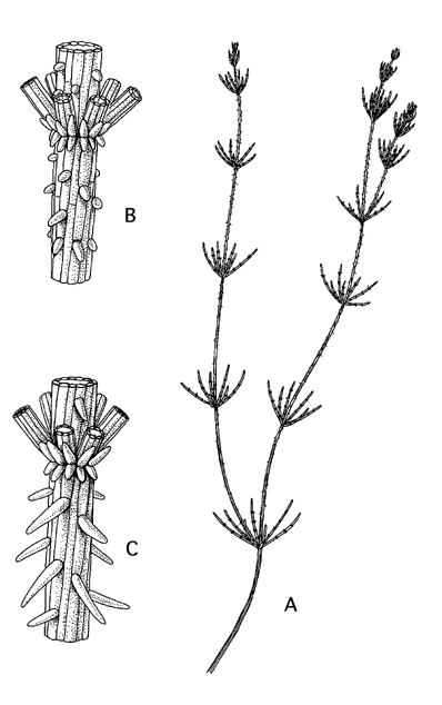 Chara contraria var. contraria (door Emile Nat)