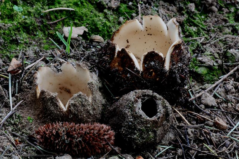 Geopora sumneriana (door Fons Kolkman)