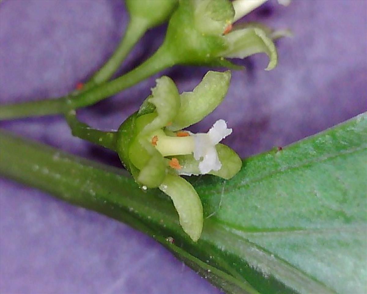 Celastrus orbiculatus (door Ruud Beringen)