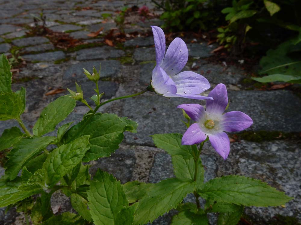 Campanula lactiflora (door Saxifraga-Ed Stikvoort)