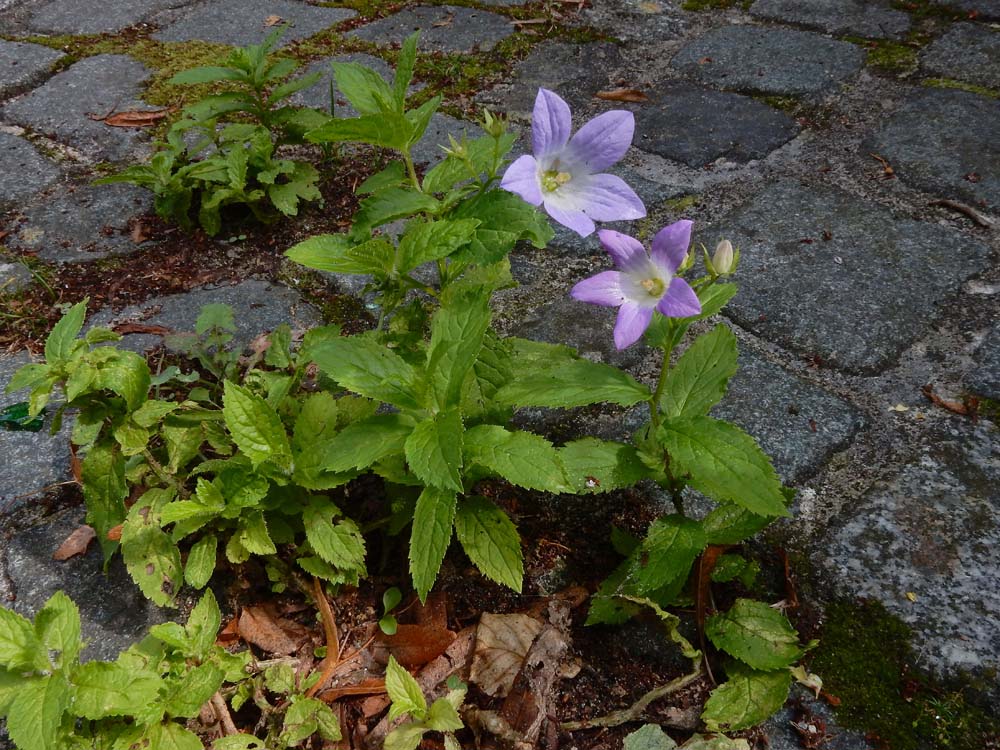 Campanula lactiflora (door Saxifraga-Ed Stikvoort)