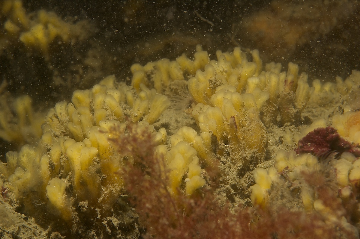 Celtodoryx ciocalyptoides (door Godfried van Moorsel)