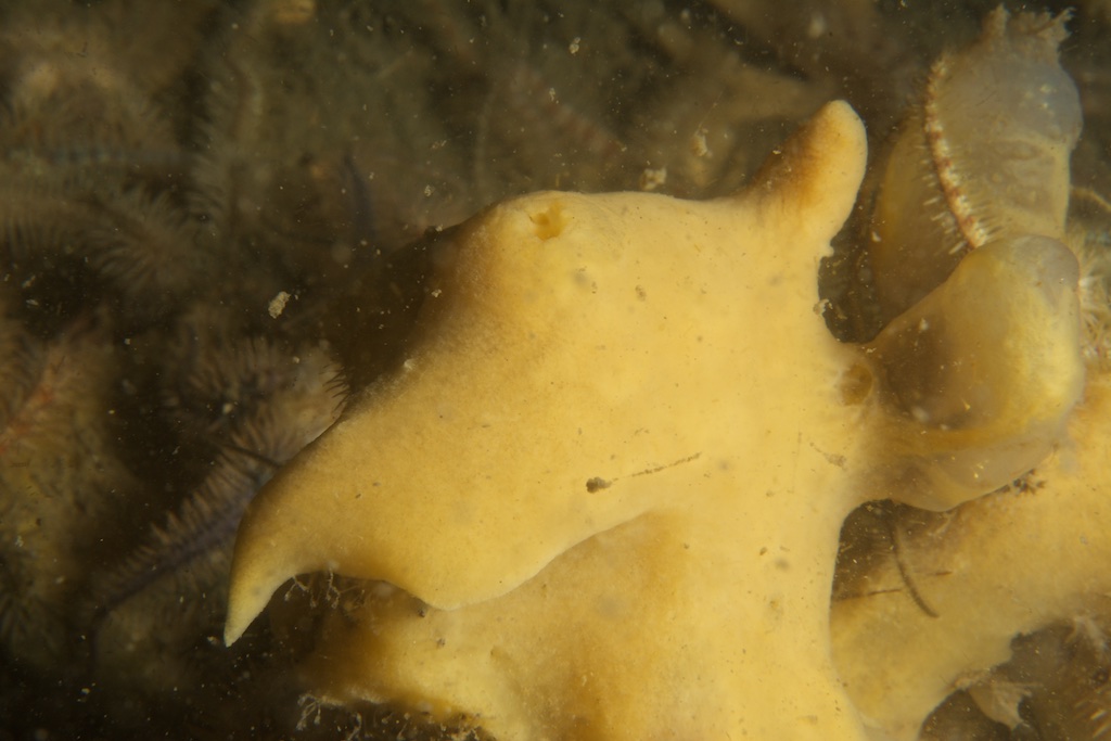 Celtodoryx ciocalyptoides (door Godfried van Moorsel)