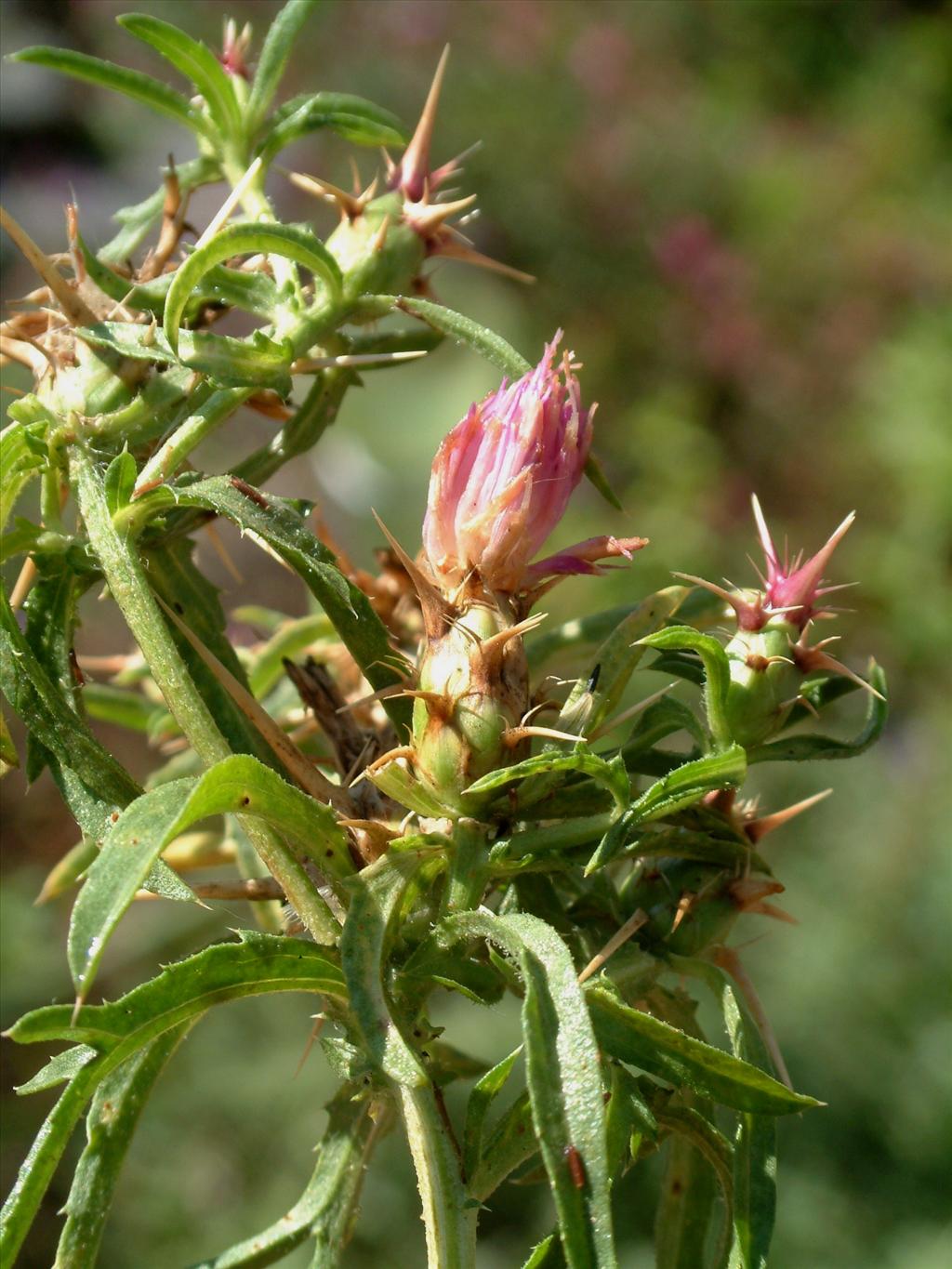 Centaurea calcitrapa (door Adrie van Heerden)