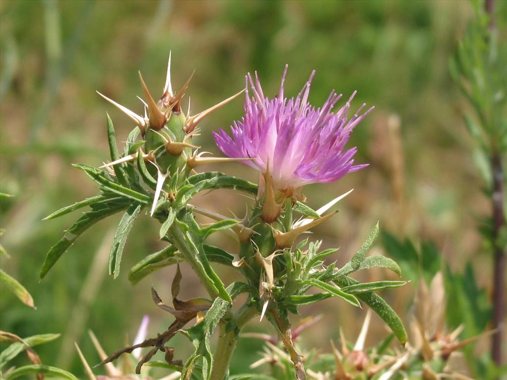 Centaurea calcitrapa (door Gertjan van Mill)