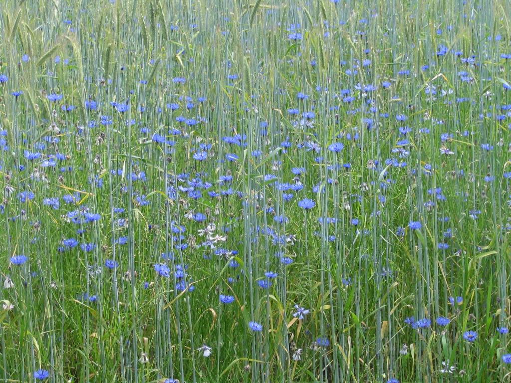 Centaurea cyanus (door Pieter Stolwijk)