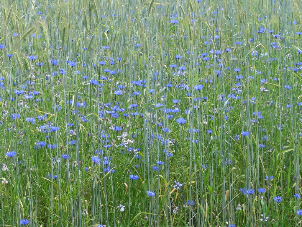 Centaurea cyanus (door Pieter Stolwijk)