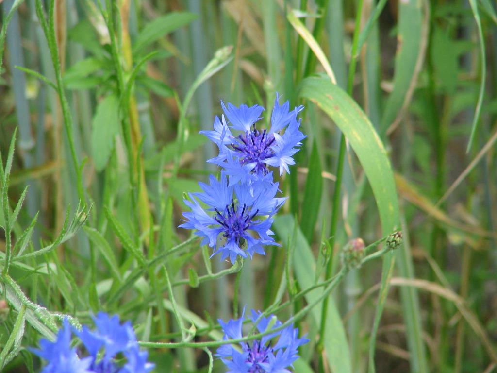 Centaurea cyanus (door Pieter Stolwijk)