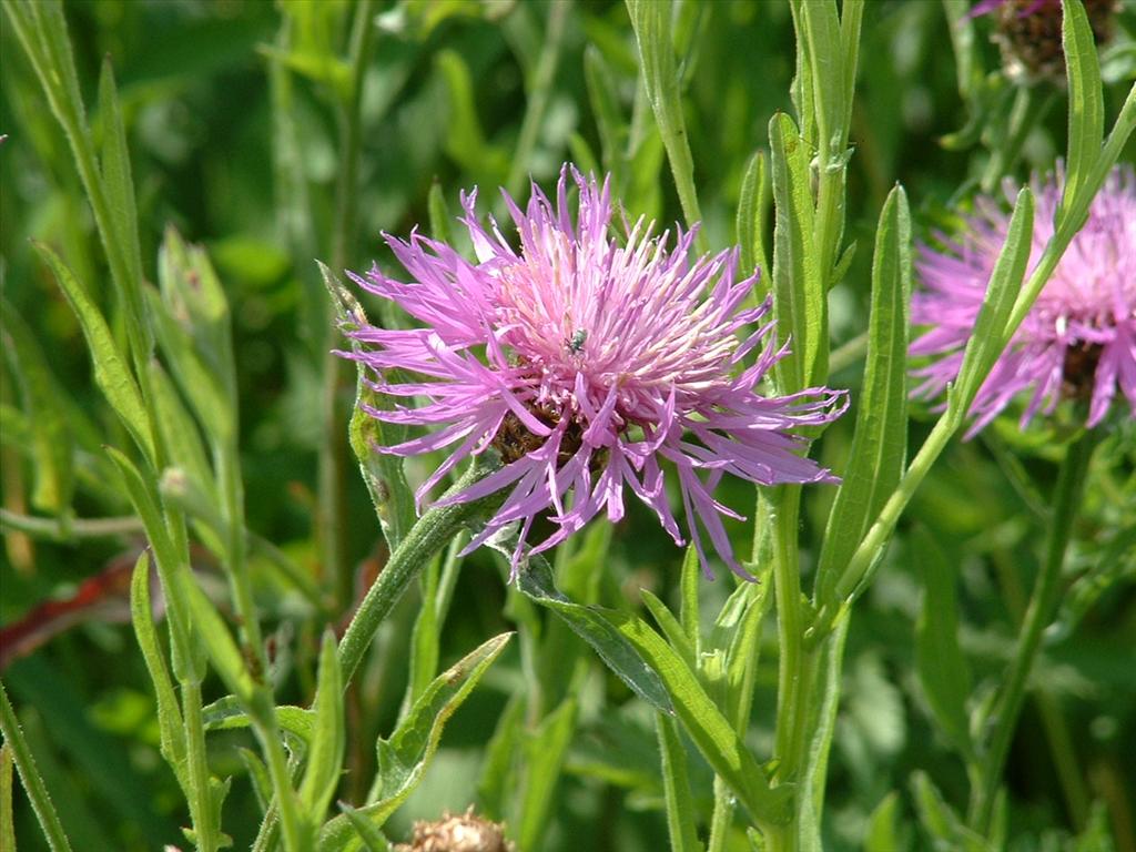 Centaurea jacea (door Pieter Stolwijk)