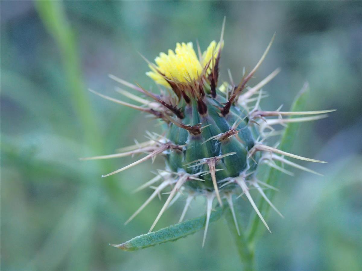 Centaurea melitensis (door Adrie van Heerden)