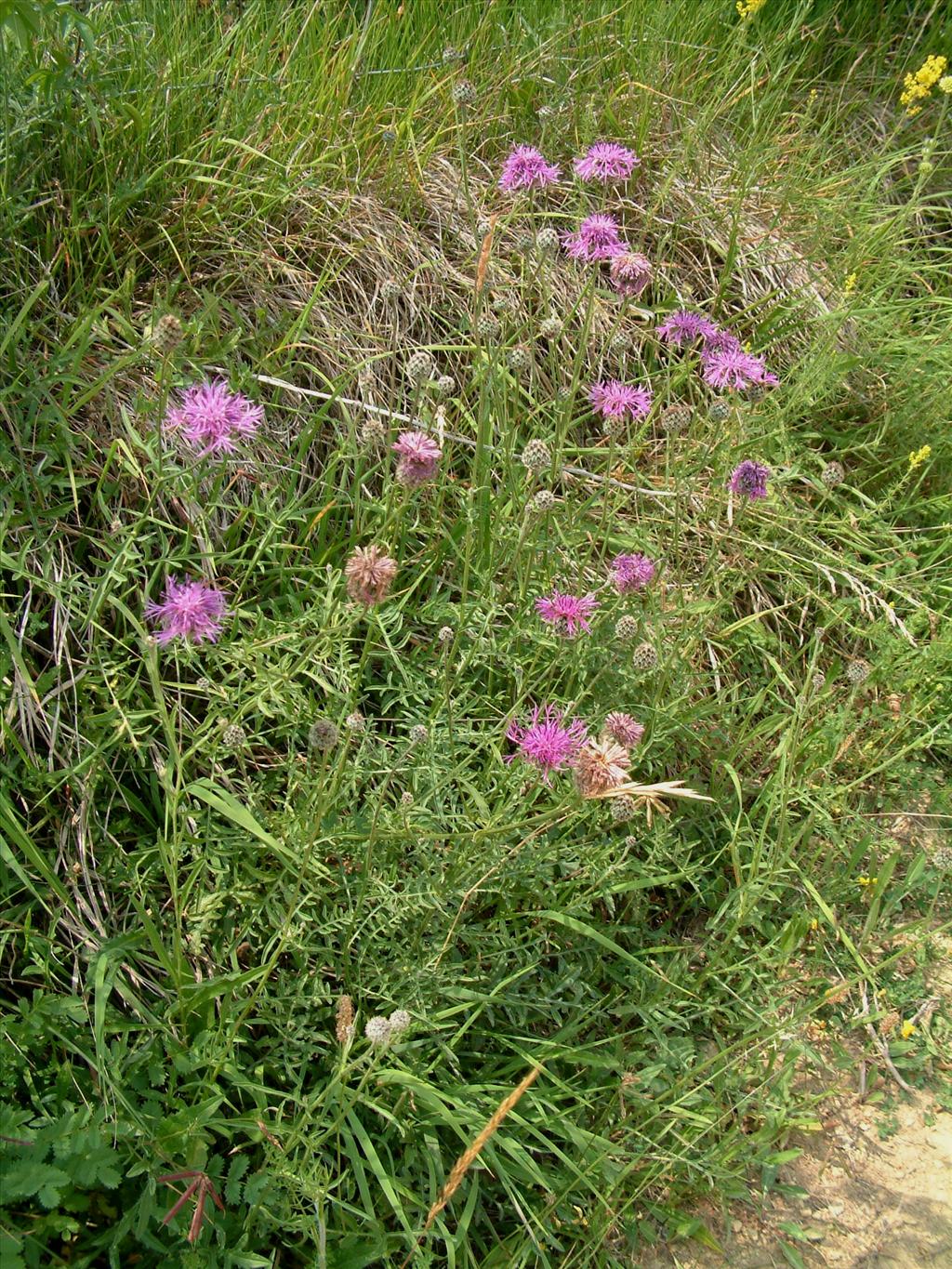 Centaurea scabiosa (door Adrie van Heerden)